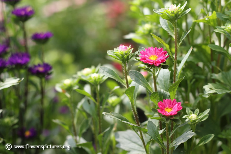 مینای یکساله (مینای چینی)